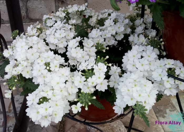 Вербена кварц вайт