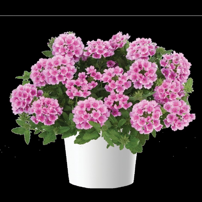 Вербена ванесса пурпл