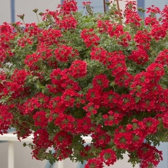 Пеларгония плющелистная ампельная рич аут