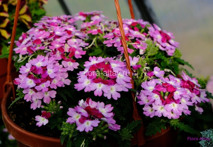 Вербена обсешн твистер парпл