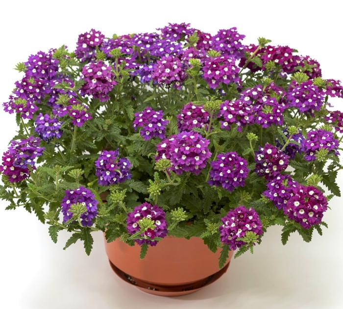 Вербена lindolena blue