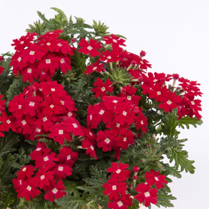 Вербена обсессион