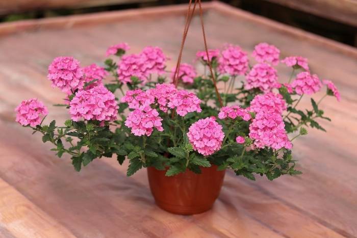 Вербена lindolena pink