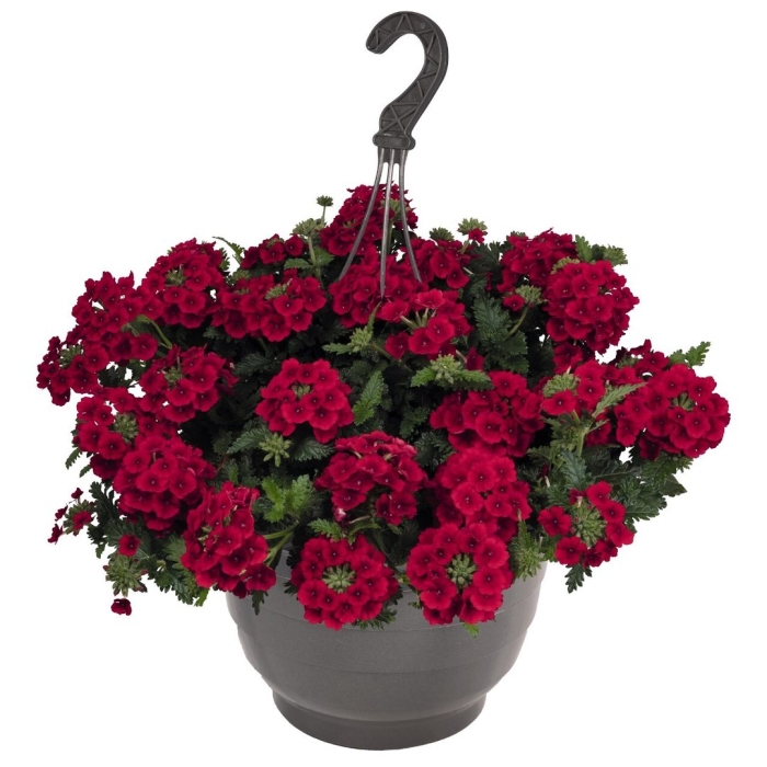 Вербена empress sun red