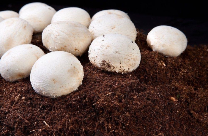 Ферма шампиньонов