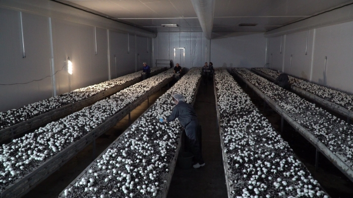 Грибная ферма