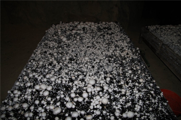 Обрастание мицелием шампиньонов