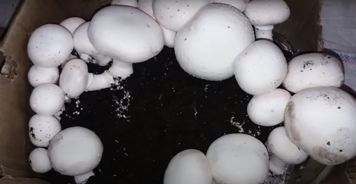 Гриб шампиньон белый