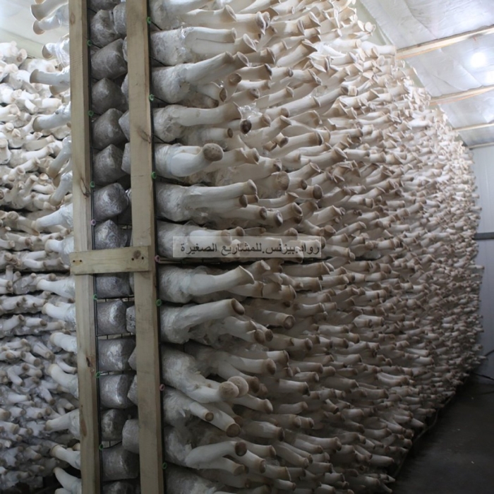 Грибная ферма вешенки