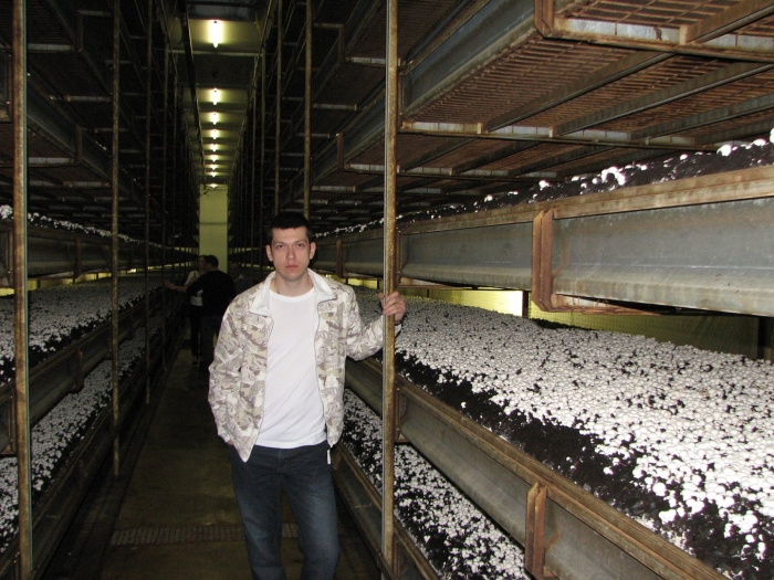 Выращивание шампиньонов в домашних условиях для новичков пошагово