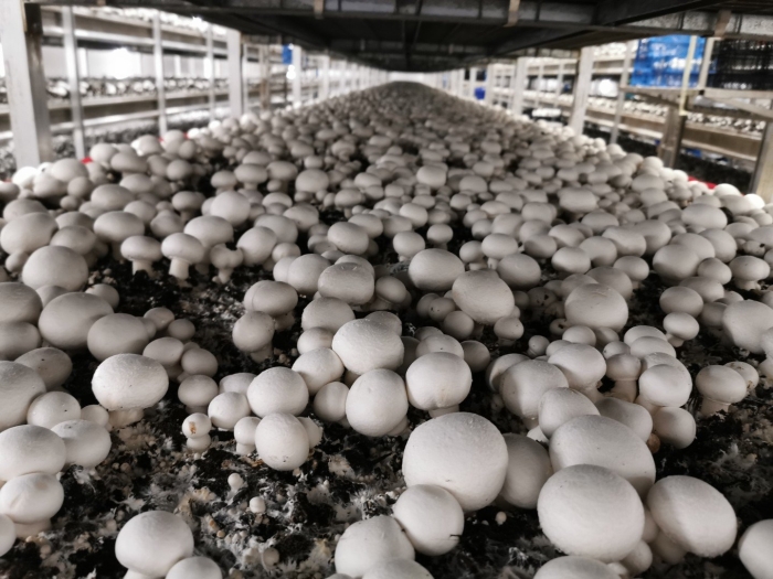 Выращивание шампиньонов