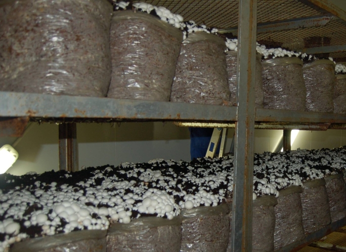 Выращивание шампиньонов в домашних условиях