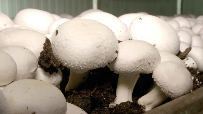 Шампиньон двуспоровый agaricus bisporus
