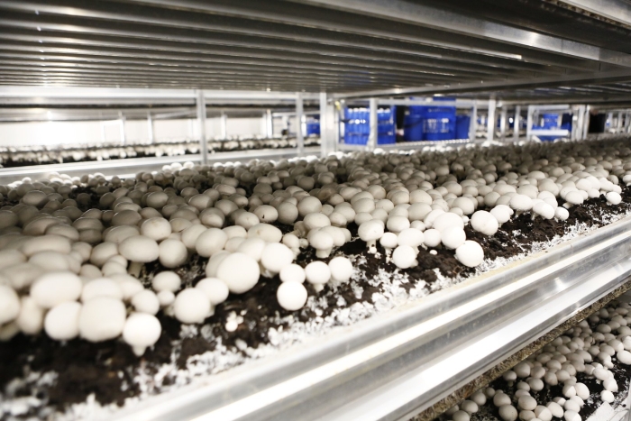 Ооо воронежский шампиньон