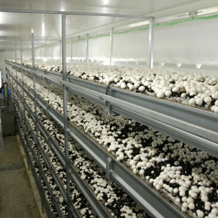 Грибная ферма шампиньоны