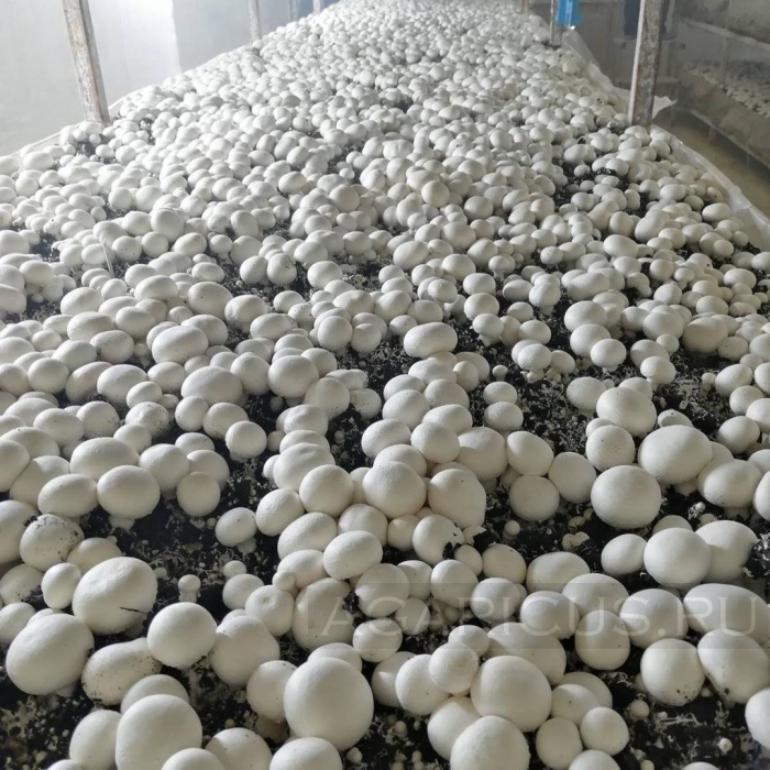 Ферма шампиньонов