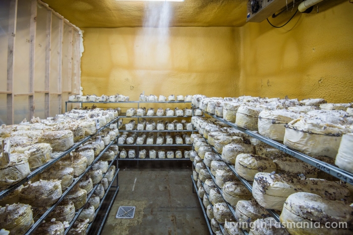 Ферма шампиньонов вешенок