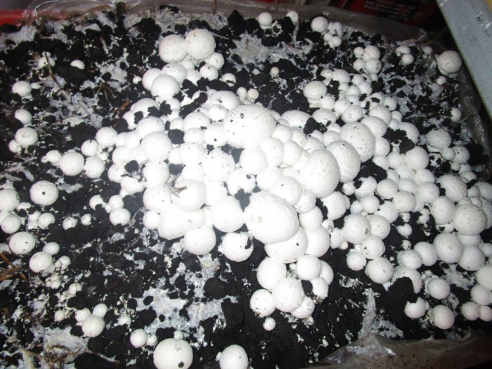 Мицелий грибов шампиньон белый