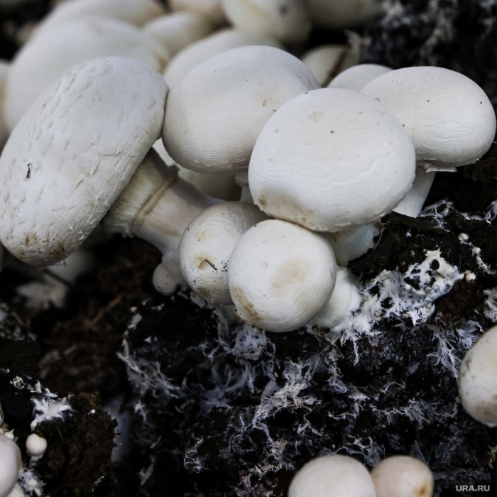 Разновидности шампиньонов