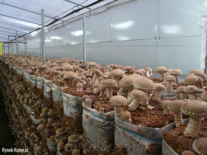 Мицелий шиитаке