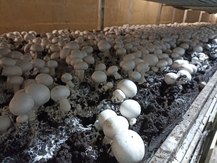 Грибная ферма ногинск