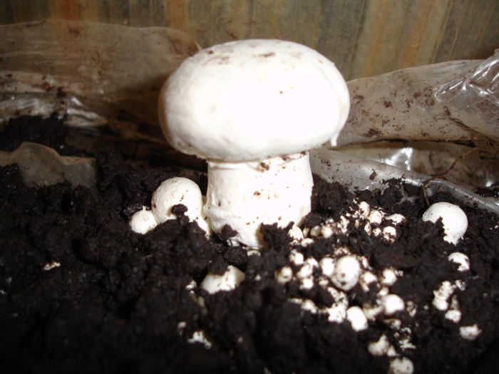 Шампиньоны можно выращивать на навозе потому что они