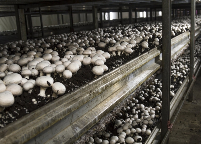 Грибная ферма шампиньоны