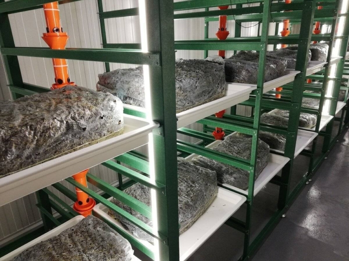 Стеллажи для шампиньонов