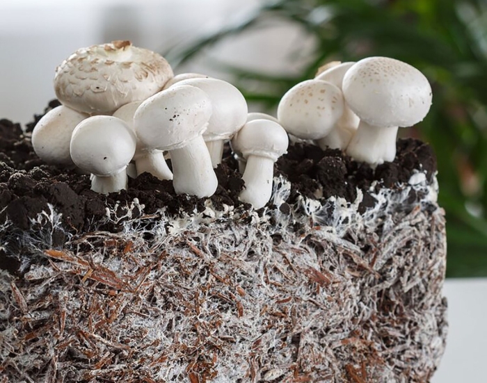 Грибница шампиньонов