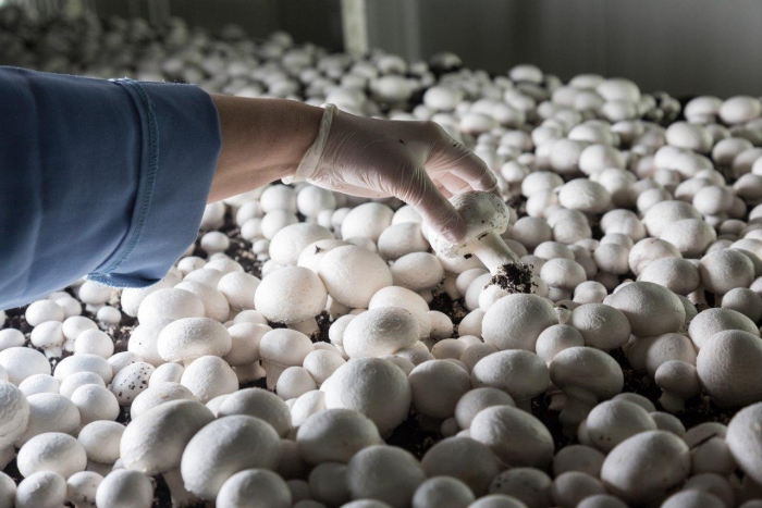 Сбор шампиньонов