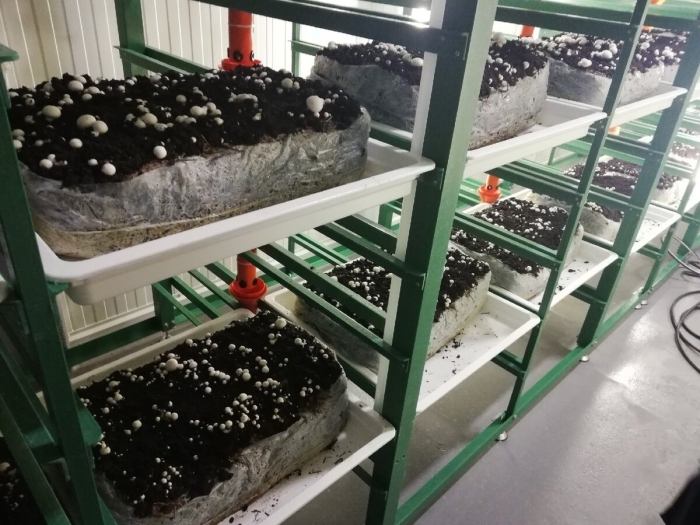 Оборудование для грибоводства шампиньоны