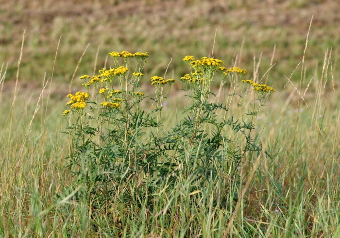 Пижма тысячелистниковая