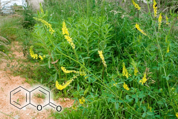 Донник melilotus officinalis