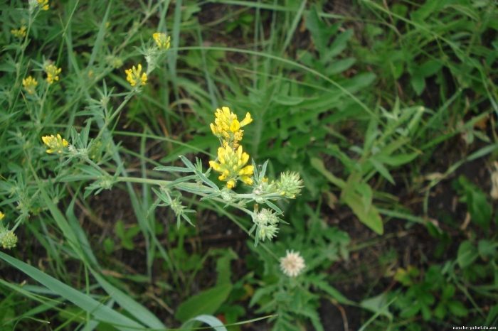 Лядвенец рогатый