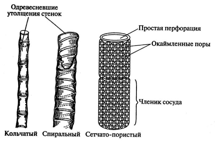 Сетчатый сосуд ксилемы