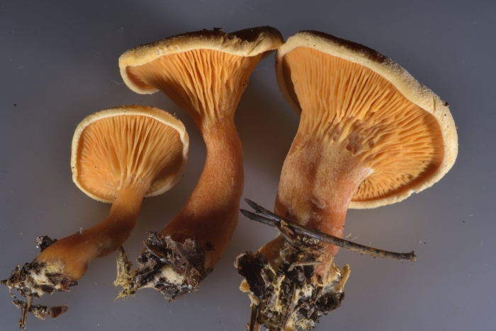 Говорушка гриб ложная лисичка