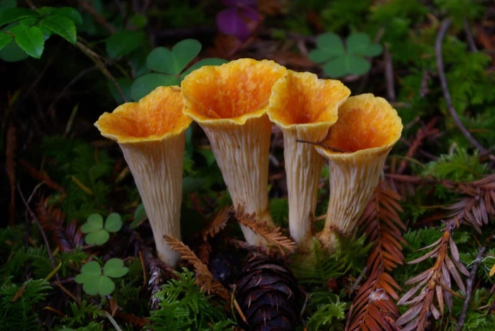 Гриб ложная лисичка