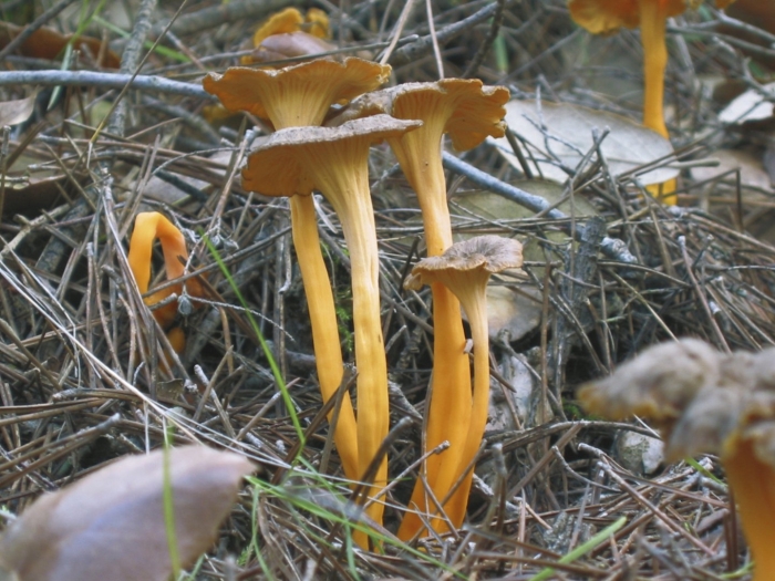 Лисичка гриб