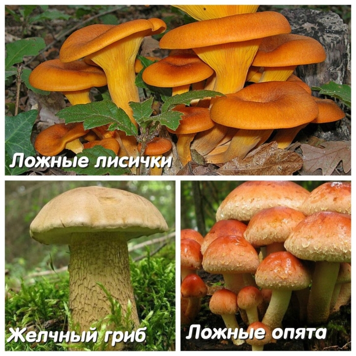 Ядовитые грибы ложная лисичка