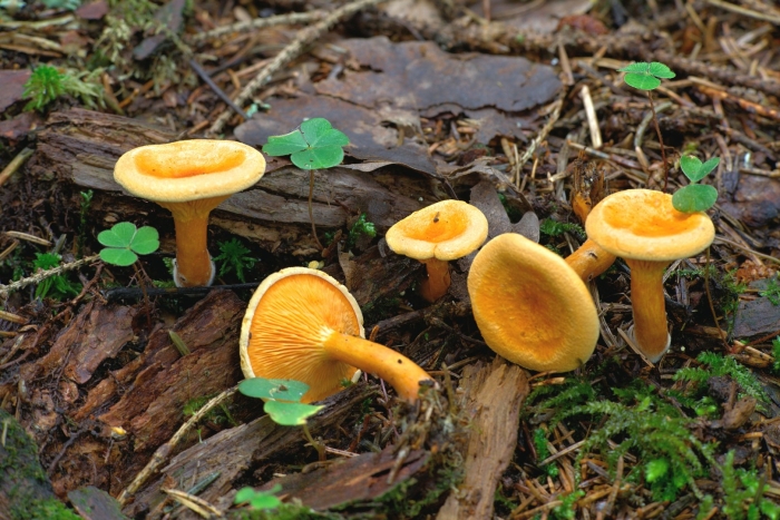 Ложная лисичка