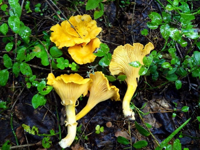 Лже лисички грибы