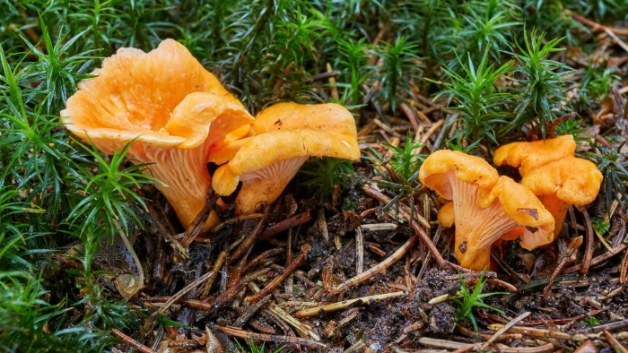 Съедобные грибы лисички