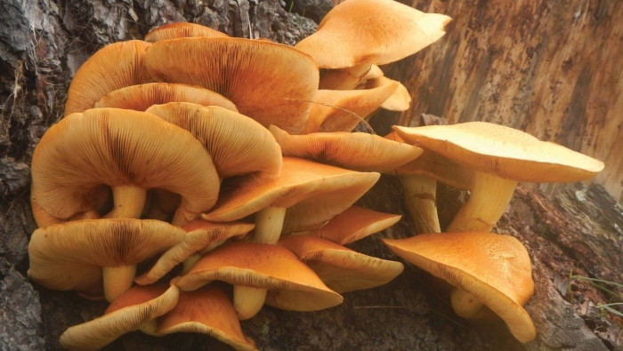 Омфалот маслиновый