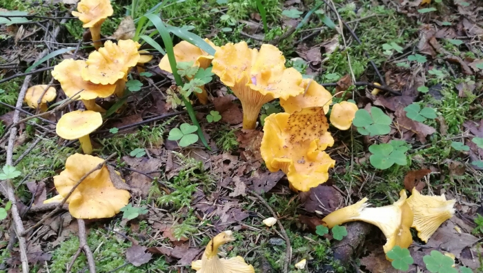 Лисички и лжелисички грибы