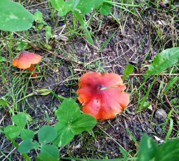 Гигроцибе коническая (hygrocybe conica)