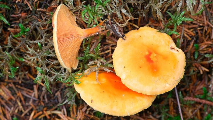 Ложные лисички как отличить