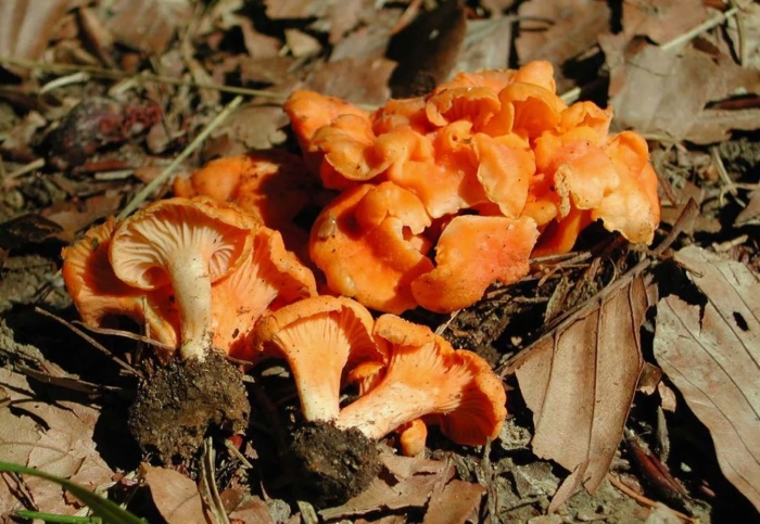 Лисичка бархатистая