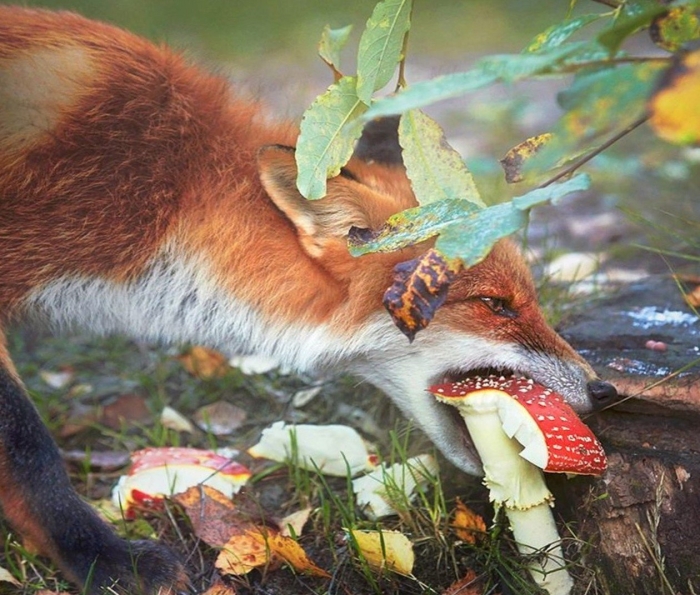 Лиса ест мухомор
