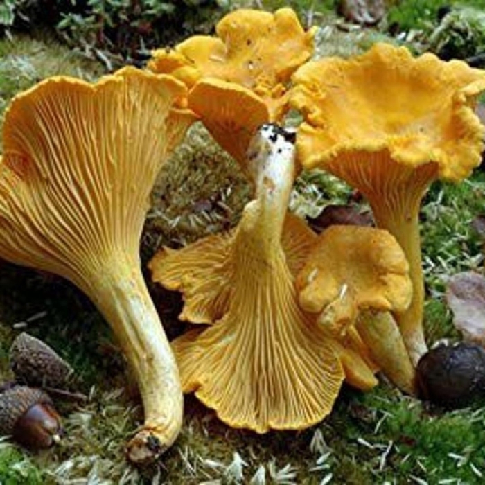 Cantharellus cibarius