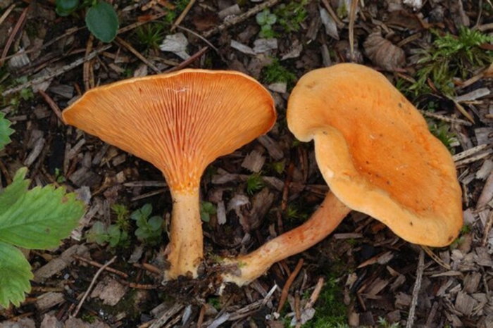 Говорушка оранжевая ложная лисичка